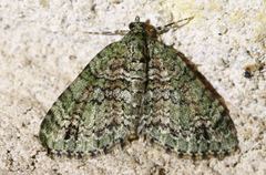 Hammaptera parinotata