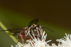Coelioxys