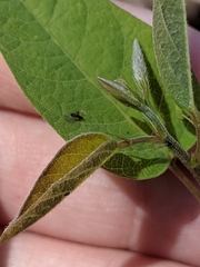 Desmodium psilophyllum