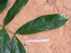 Inga