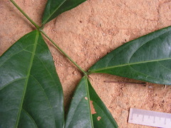 Inga
