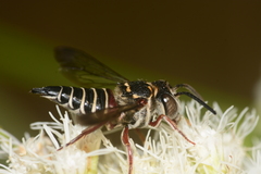 Coelioxys