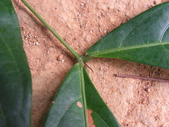 Inga