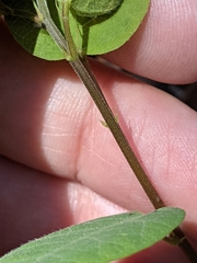 Desmodium psilophyllum