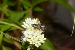 Coelioxys