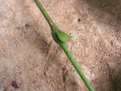 Inga