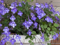 Streptocarpus saxorum