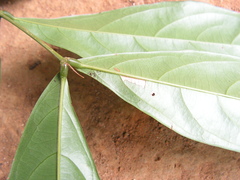 Inga