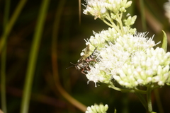 Coelioxys