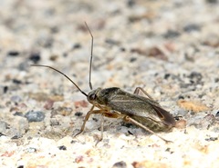 Irbisia californica