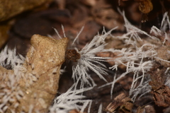 Fungi