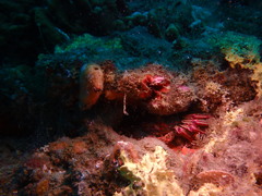 Stolidobranchia