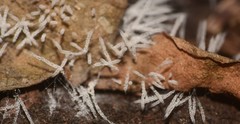 Fungi