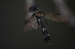 Dioprosopa clavata