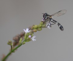Dioprosopa clavata
