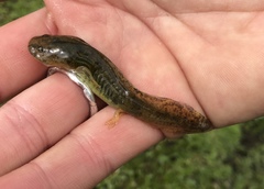Ambystoma californiense