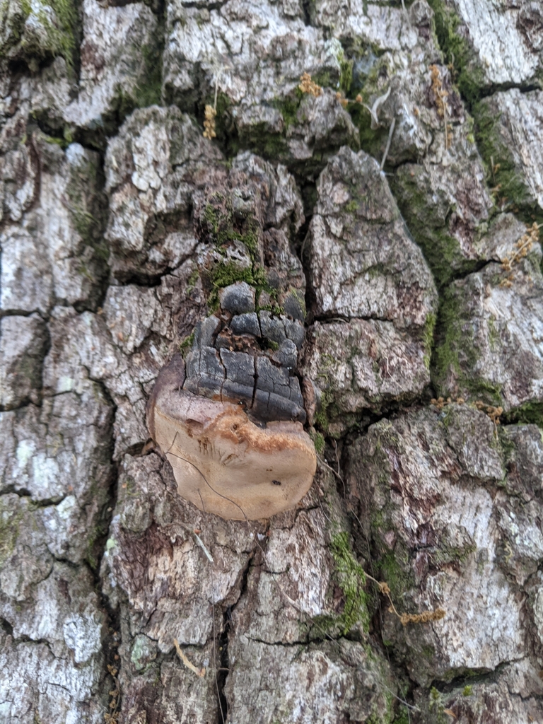 Fomitiporia dryophila