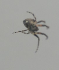 Araneidae