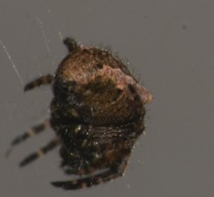 Araneidae