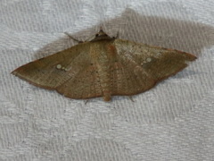 Banisia placida