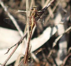 Phanogomphus minutus