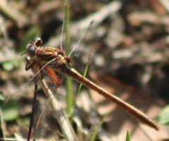 Phanogomphus minutus