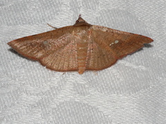 Banisia placida