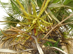 Arecaceae