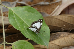 Dynamine athemon maeon