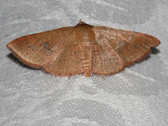 Banisia placida