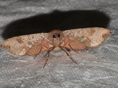 Banisia placida