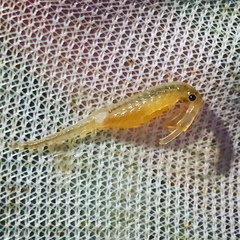 Branchinecta mesovallensis