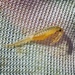 Midvalley Fairy Shrimp - Photo (c) @kinglet749, some rights reserved (CC BY-NC), uploaded by @kinglet749