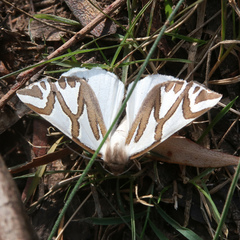 Thalaina inscripta