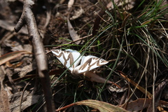 Thalaina inscripta