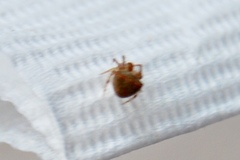 Araneus miniatus