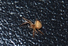 Araneus miniatus