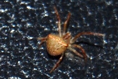 Araneus miniatus