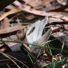 Thalaina inscripta