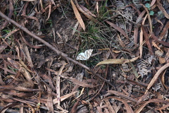 Thalaina inscripta