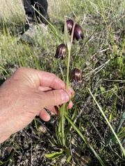 Fritillaria biflora biflora