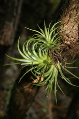 Tillandsia ionantha