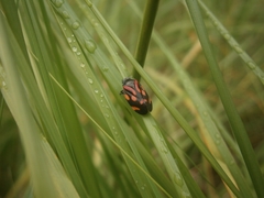 Isozulia christenseni