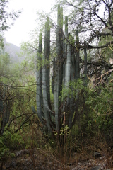 Pachycereus weberi
