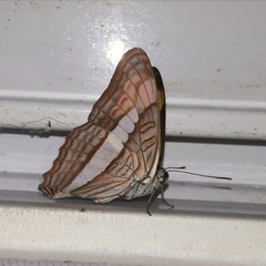 Adelpha abia