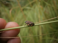 Isozulia christenseni