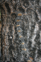 Pachycereus weberi