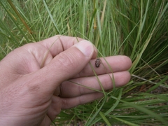 Isozulia christenseni