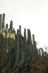 Pachycereus weberi