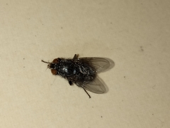 Calliphora vicina